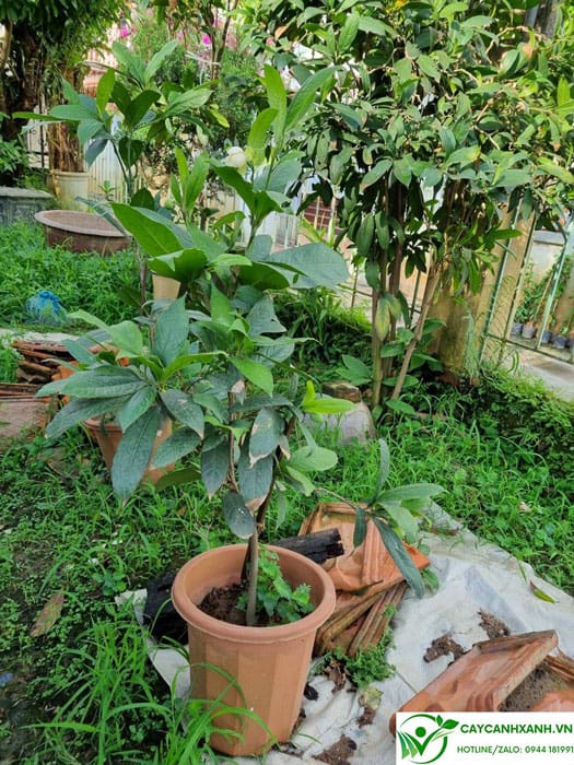Cách trồng cây dạ hợp