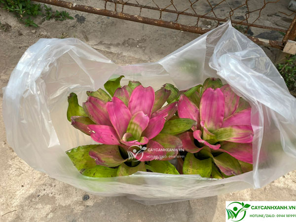 Cây dứa màu nam mỹ được đóng gói giao khách Hà Nội