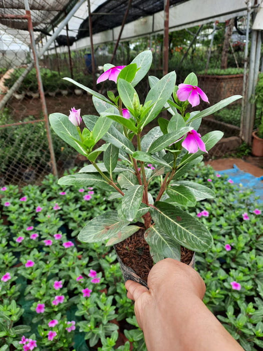 Hướng dẫn chăm sóc cây hoa dừa cạn