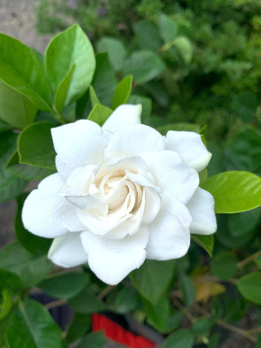 Hoa bạch thiên hương trắng