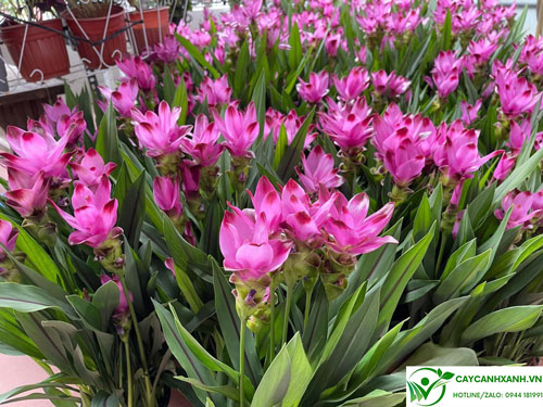 Hoa có tên tiếng anh Pink siam tulip