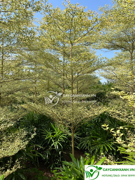 Hình ảnh cây bàng đài loan lá cẩm thạch tại vườn 