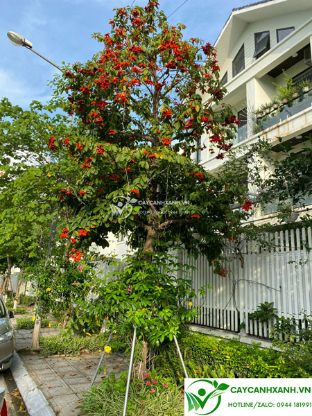 Cây sang hoa đỏ tươi trồng trước nhà đem lại tài lộc và phú quý