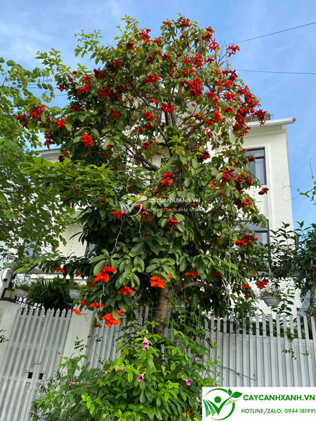 Cây sang hoa đỏ mang ý nghĩa rất tốt khi trồng trang trí nhà cửa