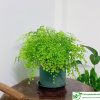 Cây tóc thần vệ nữ