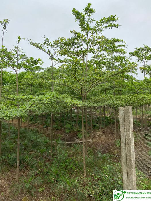Vườn cây bàng đài loan đa dạng kích thước