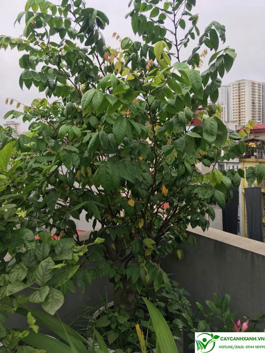 cây khế ngọt trồng chậu trên sân thượng