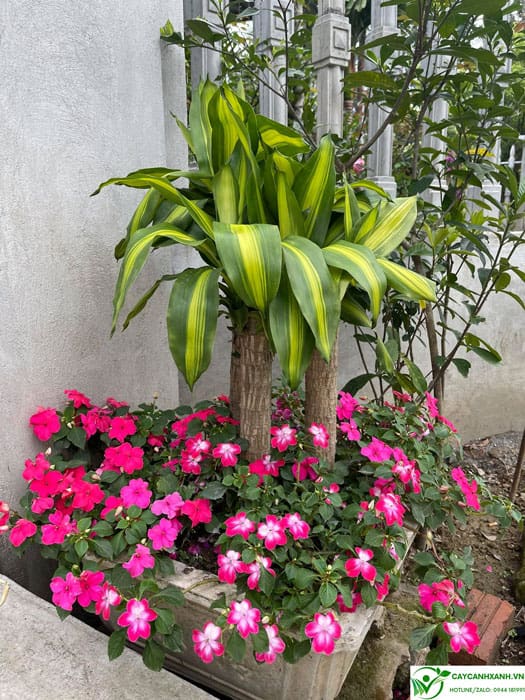 Được trồng ngoài sân kết hợp với hoa làm cây trang trí