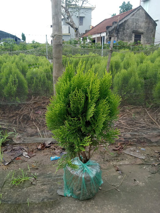 Mua cây trắc bách diệp đẹp, giá rẻ ở Hà Nội