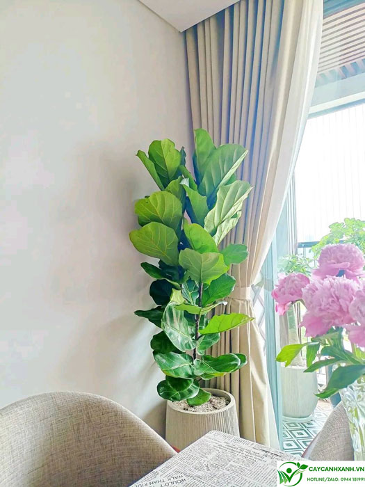 Bàng singapore trồng góc phòng khách