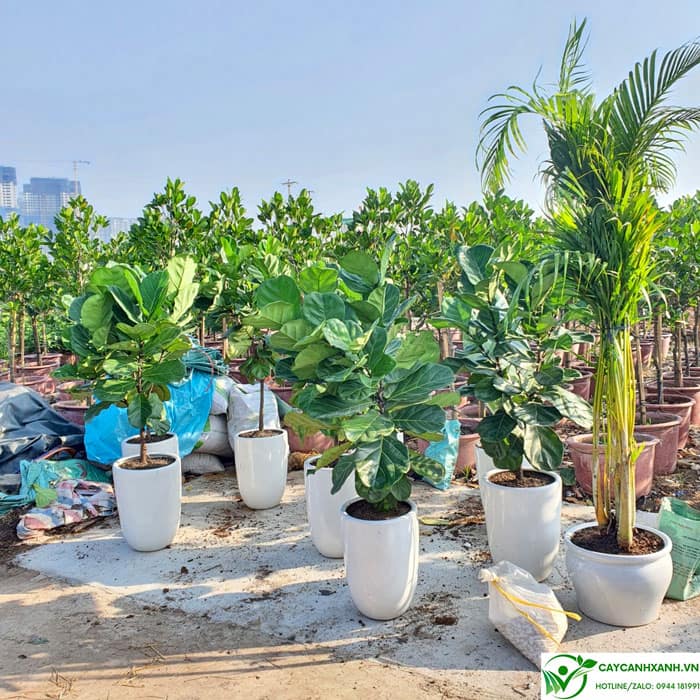 Bàng singapore cao 1m2 trồng chậu sứ