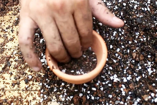 Cách trồng sen đá - cho xỉ than vào đáy chậu