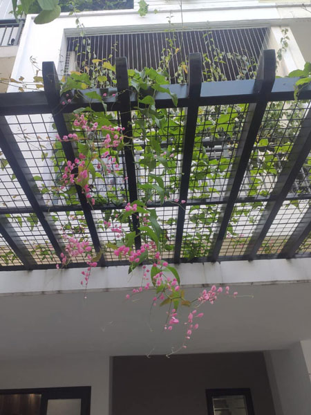 Hoa tigon lèo gian rủ hoa màu hồng tươi đẹp