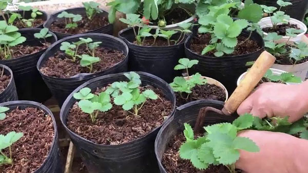 Cách trồng dâu tây trong chậu