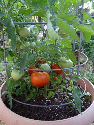 Trồng cà chua trong chậu cho nhiều quả