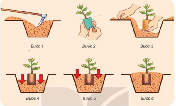 Cách trồng dưa leo ra nhiều quả đơn giản tại nhà