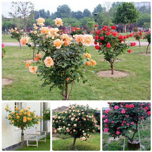 Cây hoa hồng phát triển tốt và ra hoa rực rỡ cả vườn