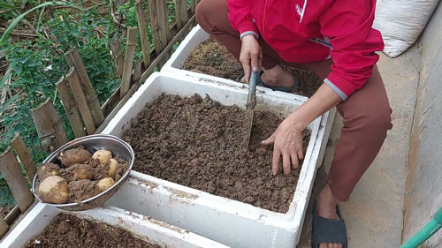 Có thể trồng khoai tây trong thùng xốp nếu nhà ở thành phố