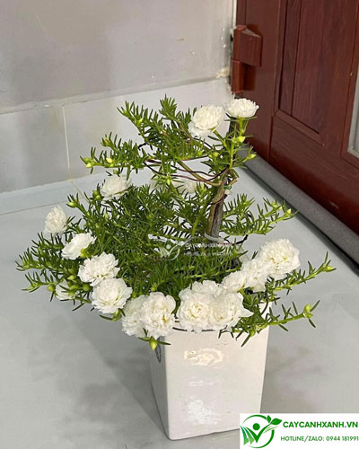 Hoa mười giờ màu trắng được tạo dáng bonsai