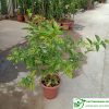 Bán Cây hoa dạ lý hương đẹp ở Hà Nội