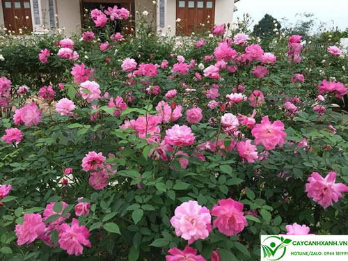 Cây hồng quế - trồng viền bồn hoa cho hương thơm ngát