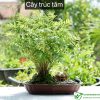Cây trúc tăm cảnh