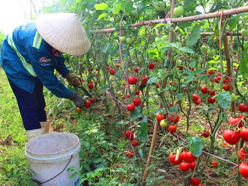 Chăm sóc đúng kĩ thuật để cà chua nhiều quả và không sâu bệnh ( ảnh: Báo Nghệ An)