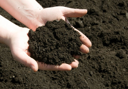 Chuẩn bị đất sạch và nhiều dinh dưỡng khi trồng