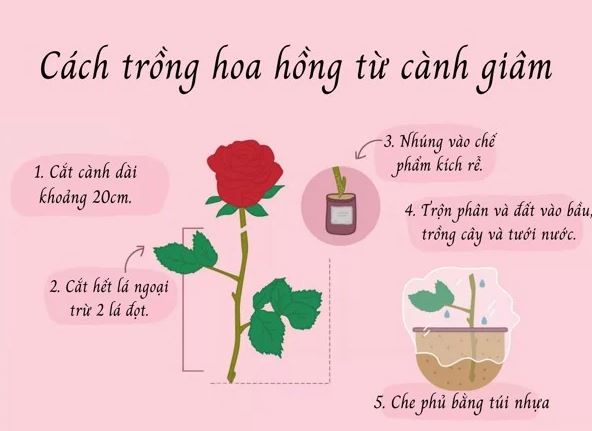 Cách trồng cây hoa hồng bằng giâm cành