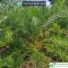 giống cây chà là ăn quả