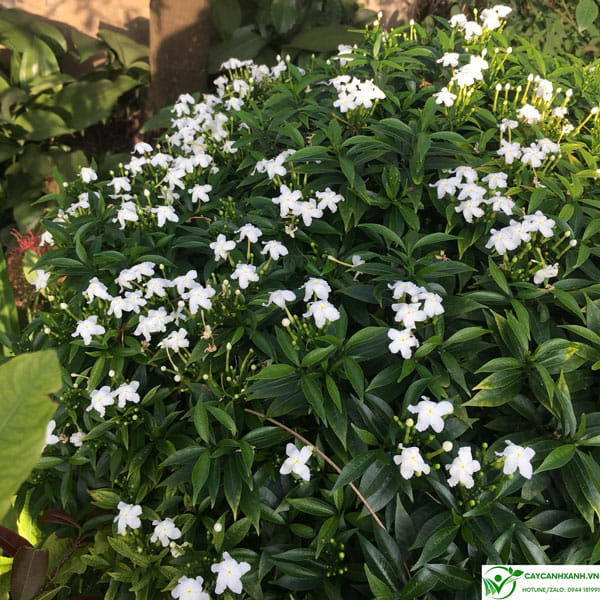 Mai vạn phúc - Hoa trồng ban công màu trắng và mùi thơm nhẹ