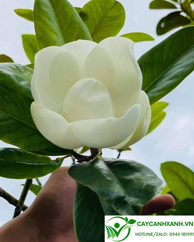 Hoa sen đất đẹp có màu trắng tinh khiết mang lạiHoa sen đất đẹp có màu trắng tinh khiết mang lại an khang thịnh vượng may mắn
