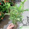 Bầu trúc tăm cỡ nhỏ