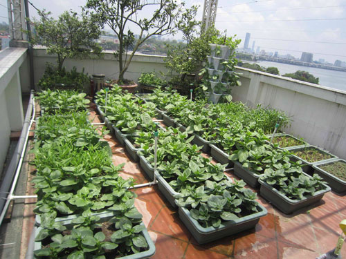 Tự làm vườn rau trên sân thượng tại sao không  ketnoitieudungvn