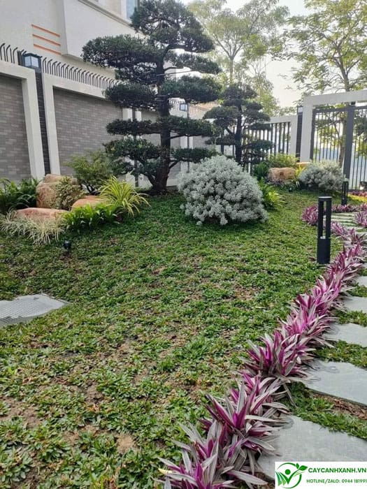 Cỏ lá gừng thái trồng nền cho tiểu cảnh sân vườn