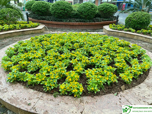 Cúc mặt trời trồng bồn hoa trường Đại học công nghiệp Hà Nội