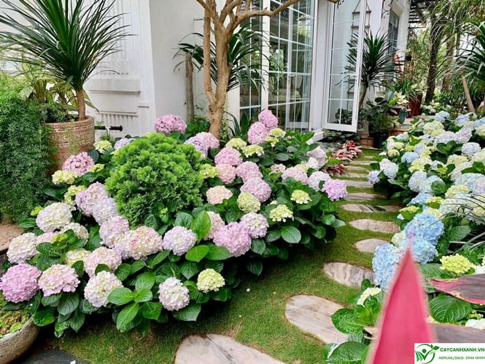 Cẩm tú cầu - Mang khu vườn đầy hoa cho khu vườn
