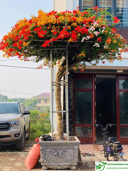 Hoa giấy ngũ sắc trồng gác cổng trước nhà