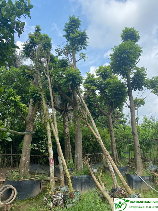 Cây sấu gốc to đã ủ đảo gốc cao 6m trồng công trình