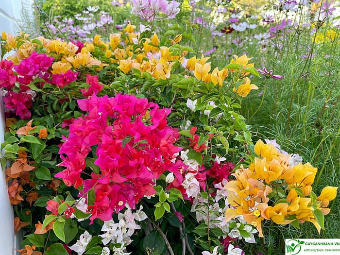 Hoa giấy - Mang màu sắc tươi đẹp cho sân vườn