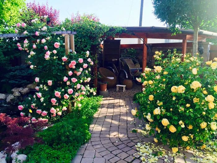 Hoa hồng trồng sân vườn, đem lại vẻ đẹp sang trọng và hương thơm ngát