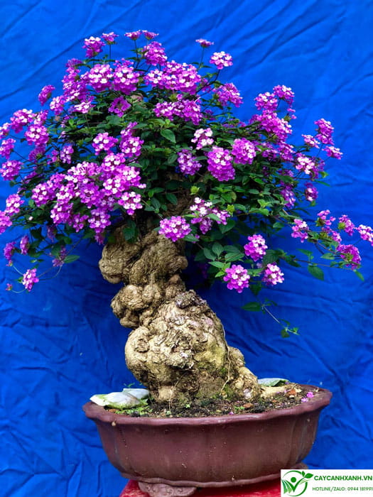 Cây ngũ sắc tím dáng bonsai