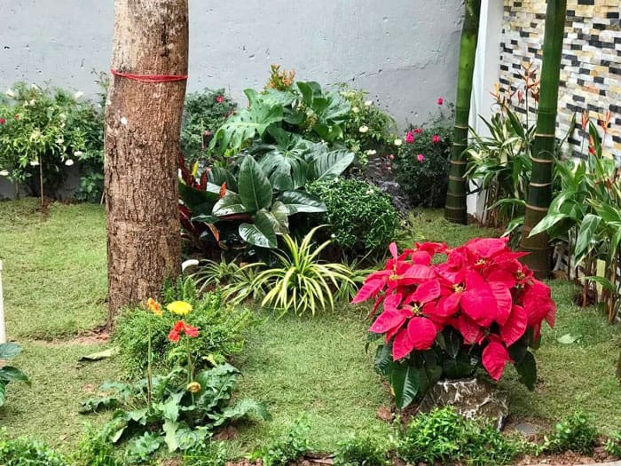 Hoa trang nguyên - Mang màu sắc tươi cho sân vườn