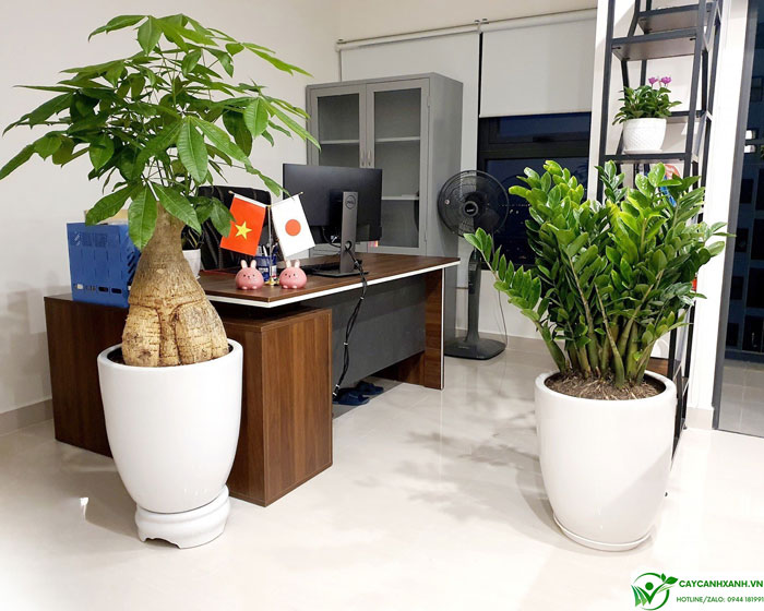 Những loại cây cảnh văn phòng Hà Nội được ưa chuộng nhất hiện nay 