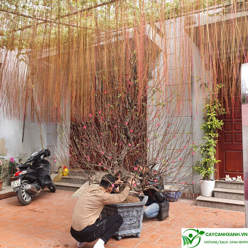 Hình ảnh: Cây râu hoàng đế trồng làm cảnh tạo rèm trước mái hiên nhà