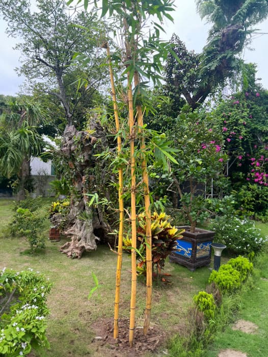 Cây tre ngà trồng bụi ngoài vườn