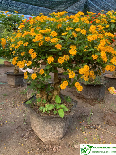 Chậu hoa ngũ sắc bonsai - Màu hoa vàng tươi