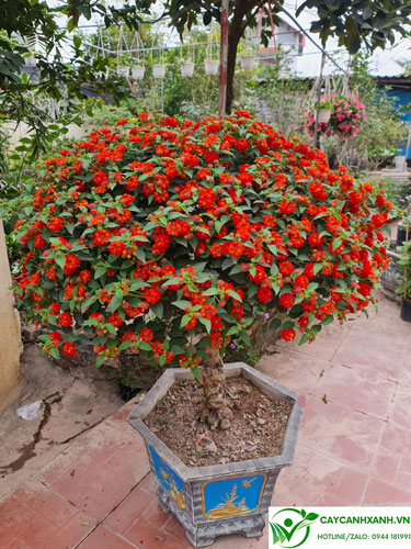 Hoa ngũ sắc bonsai - Màu hoa đỏ rực