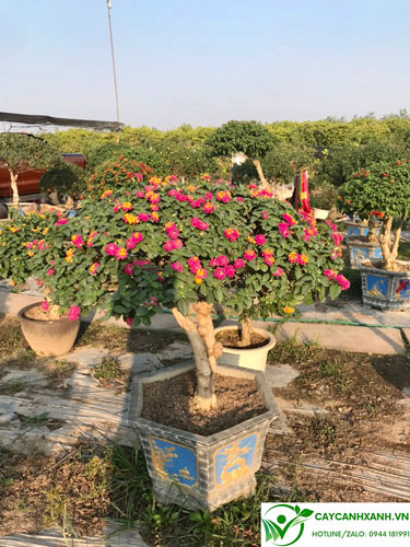 Hoa ngũ sắc bonsai - Loại cây cảnh trang trí cho hoa quanh năm