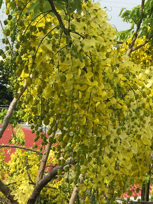 Cận cảnh chùm hoa osaka vàng nở rủ trông thật là đẹp